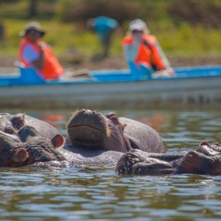 Mid range safari with cross wild safaris at lake Naivasha boat ride safari in Kenya