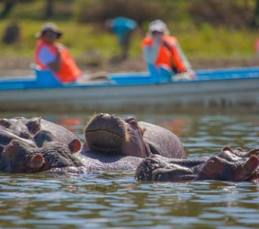 Mid range safari with cross wild safaris at lake Naivasha boat ride safari in Kenya