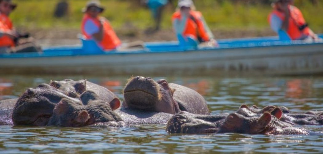 Mid range safari with cross wild safaris at lake Naivasha boat ride safari in Kenya