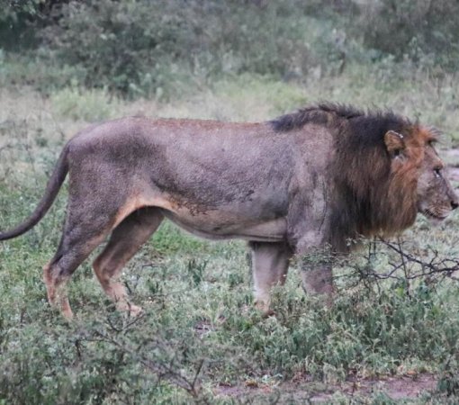 what to pack for your rainy season safari with cross wild safaris