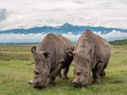 flying safari with cross wild safaris at Sweetwaters Serena Camp at ol Pejeta in Kenya