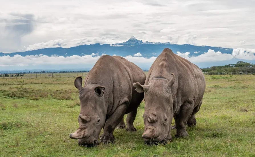 flying safari with cross wild safaris at Sweetwaters Serena Camp at ol Pejeta in Kenya