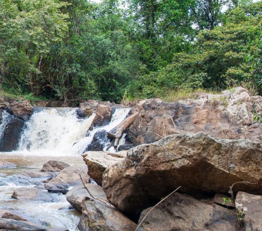 Kakamega Forest National Reserve with cross wild safaris