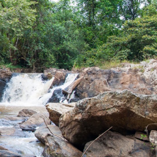 Kakamega Forest National Reserve with cross wild safaris