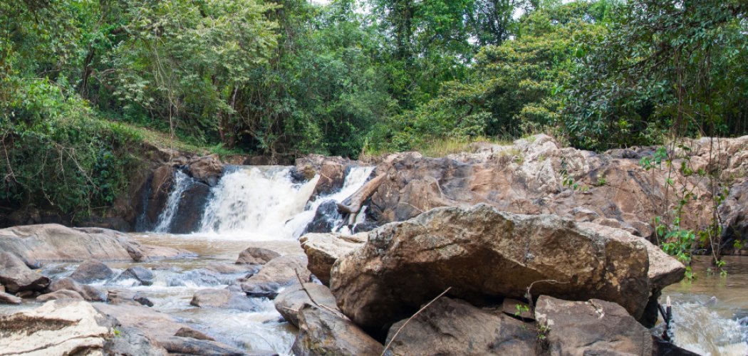 Kakamega Forest National Reserve with cross wild safaris