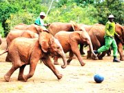 elephants home of care