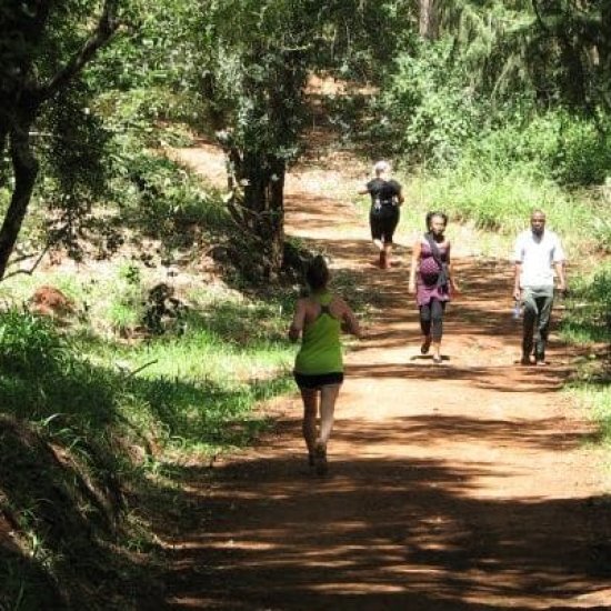 Karura forest