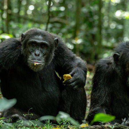 Chimpanzee in Kibale National Park, Uganda.