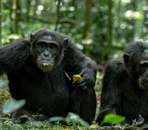 Chimpanzee in Kibale National Park, Uganda.
