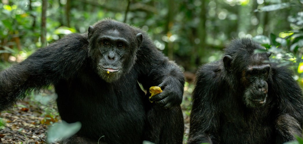 Chimpanzee in Kibale National Park, Uganda.