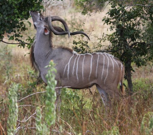 kora national park with cross wild safaris