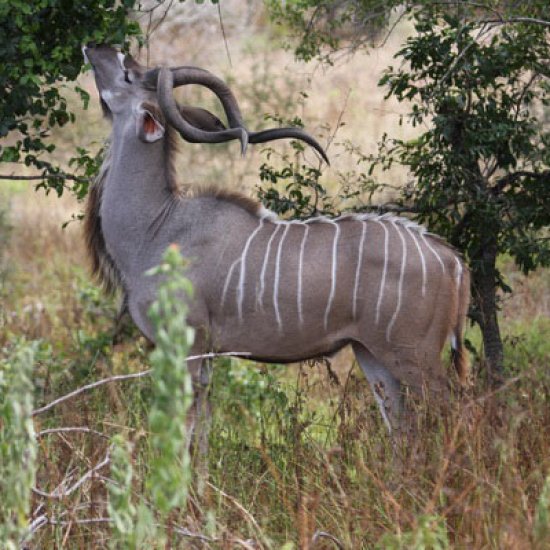 kora national park with cross wild safaris