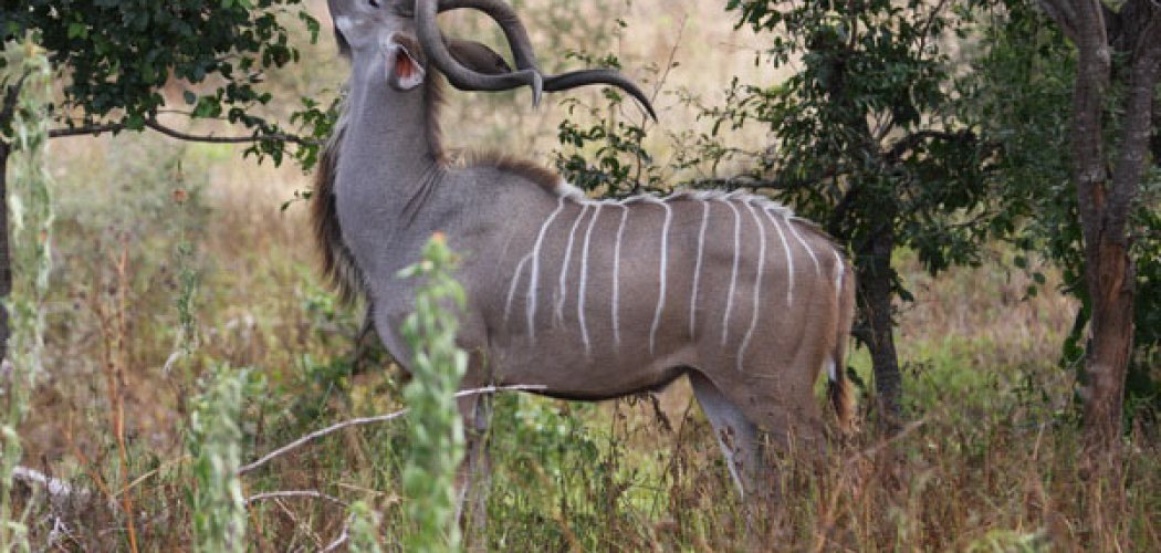 kora national park with cross wild safaris