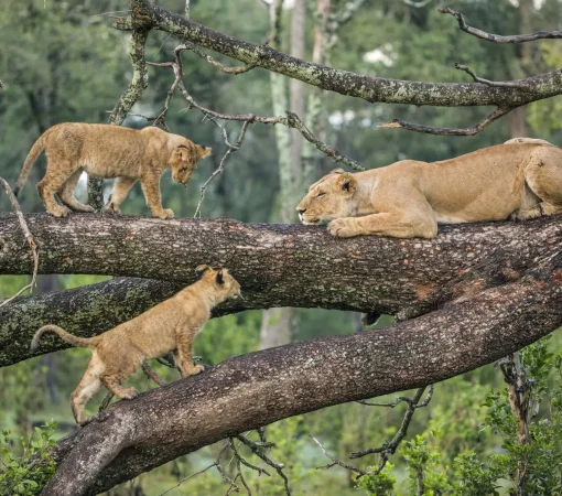 Lake Manyara National Park with cross wild safaris