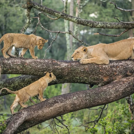Lake Manyara National Park with cross wild safaris
