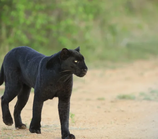 elusive blank panther