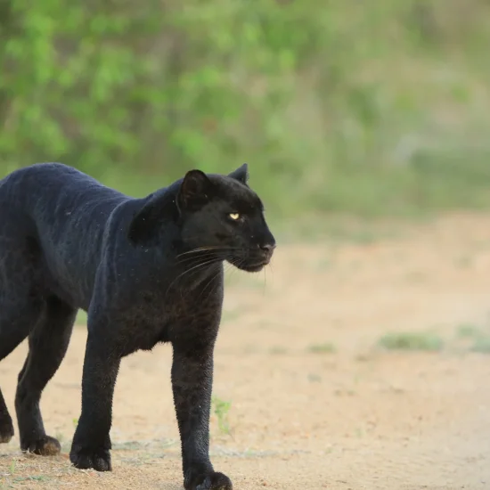 elusive blank panther