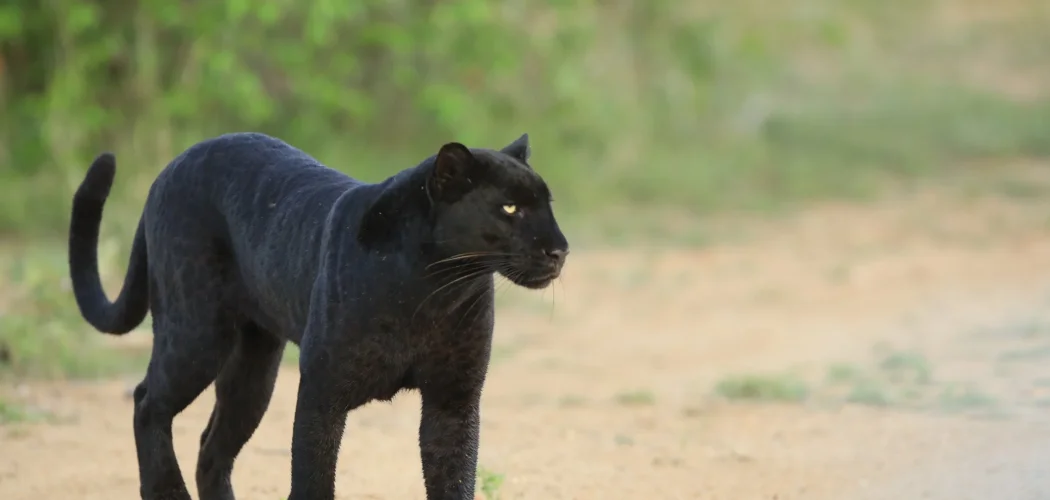 elusive blank panther