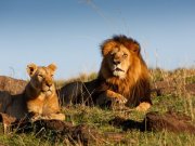 FLYING SAFARIS WITH CROSS WILD SAFARIS AT Masai Mara national reserve in Kenya