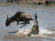 Mid-range safari with cross wild safaris at Masai Mara