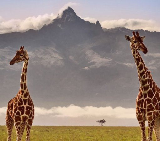 mount Kenya safari with cross wild safaris