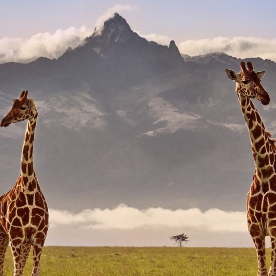 mount Kenya safari with cross wild safaris