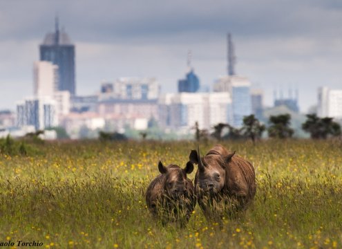 Rhino In Nairobi National Park On A Nairobi city tour