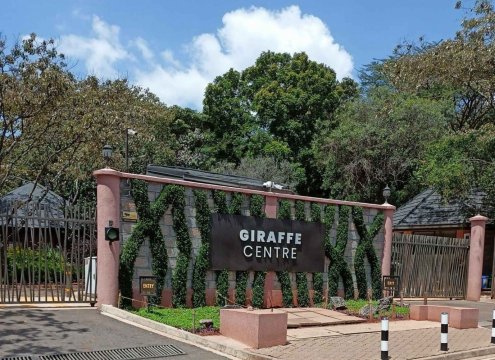 Nairobi city tour safari with cross wild safaris in giraffe centre in Kenya