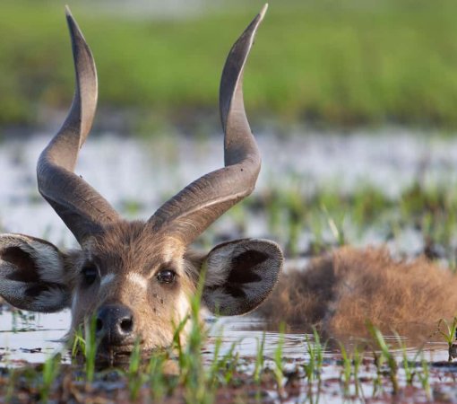 saiwa swamp national park with cross wild safaris