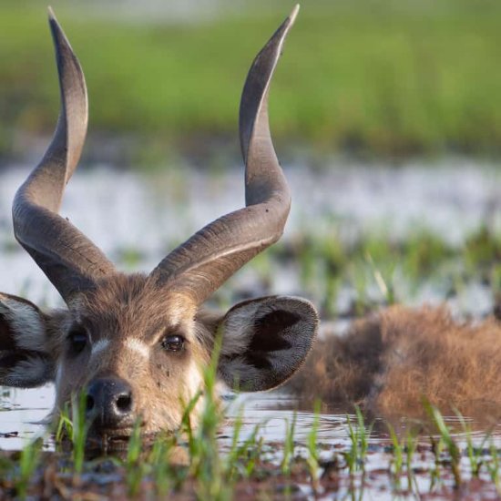 saiwa swamp national park with cross wild safaris