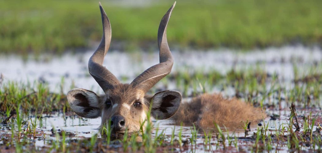 saiwa swamp national park with cross wild safaris