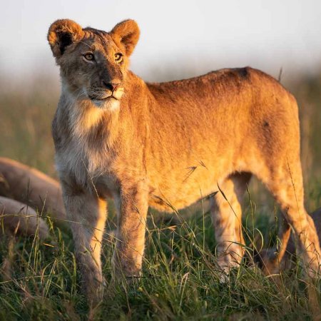 MASAI MARA NATIONAL RESERVE safari with cross wild safaris in Kenya