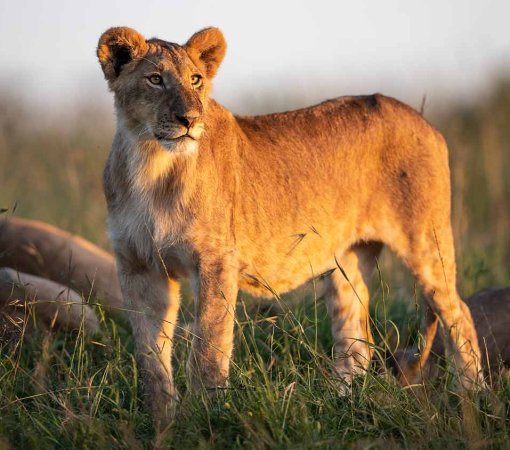 lion one of the big five spotted at Masai Mara national reserve with cross wild safaris