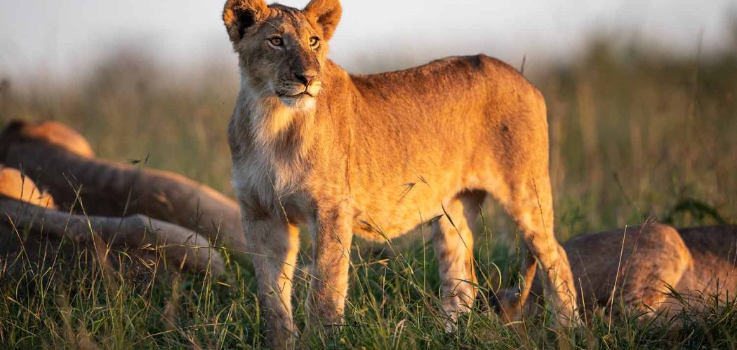 MASAI MARA NATIONAL RESERVE safari with cross wild safaris in Kenya