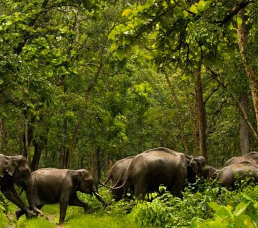 shimba hills national reserve with cross wild safaris