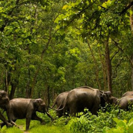 shimba hills national reserve with cross wild safaris