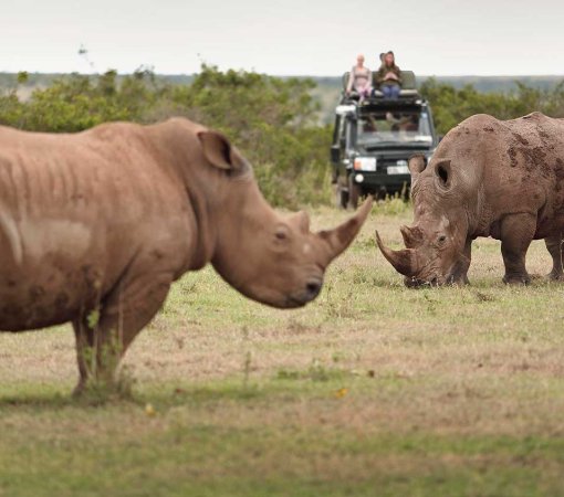 Solio Game Reserve in Kenya with cross wild safaris