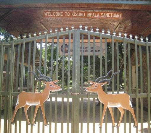KISUMU IMPALA SANCTUARY WITH CROSS WILD SAFARIS