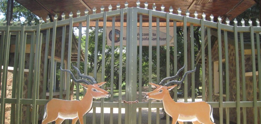 KISUMU IMPALA SANCTUARY WITH CROSS WILD SAFARIS