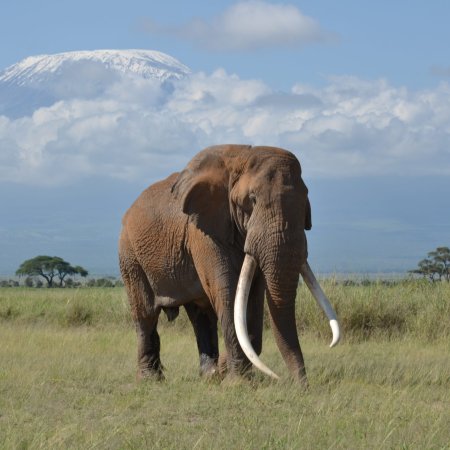 Big Tim, giant elephant of Amboseli national park with cross wild safaris