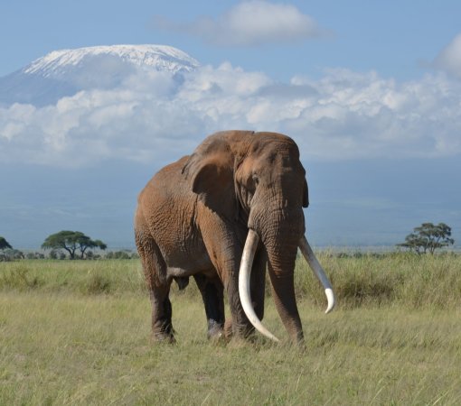 Big Tim, giant elephant of Amboseli national park with cross wild safaris