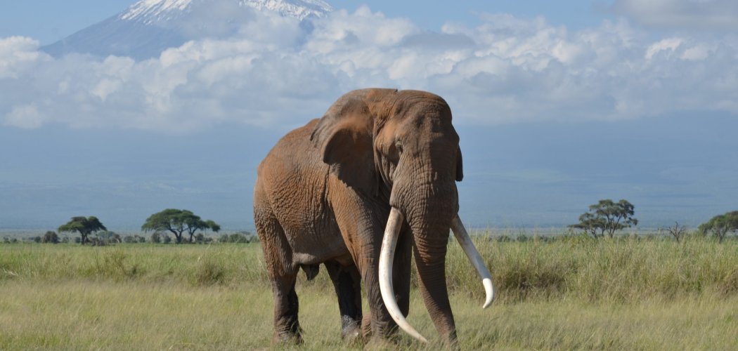Big Tim, giant elephant of Amboseli national park with cross wild safaris
