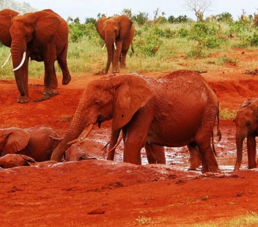 Tsavo-East-National-Park-with cross wild safaris