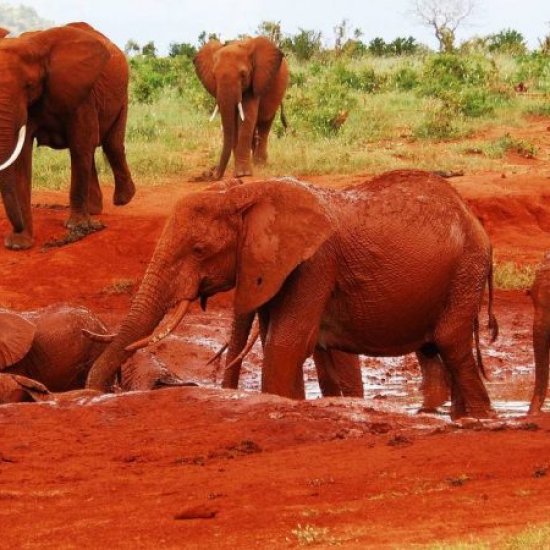 Tsavo-East-National-Park-with cross wild safaris