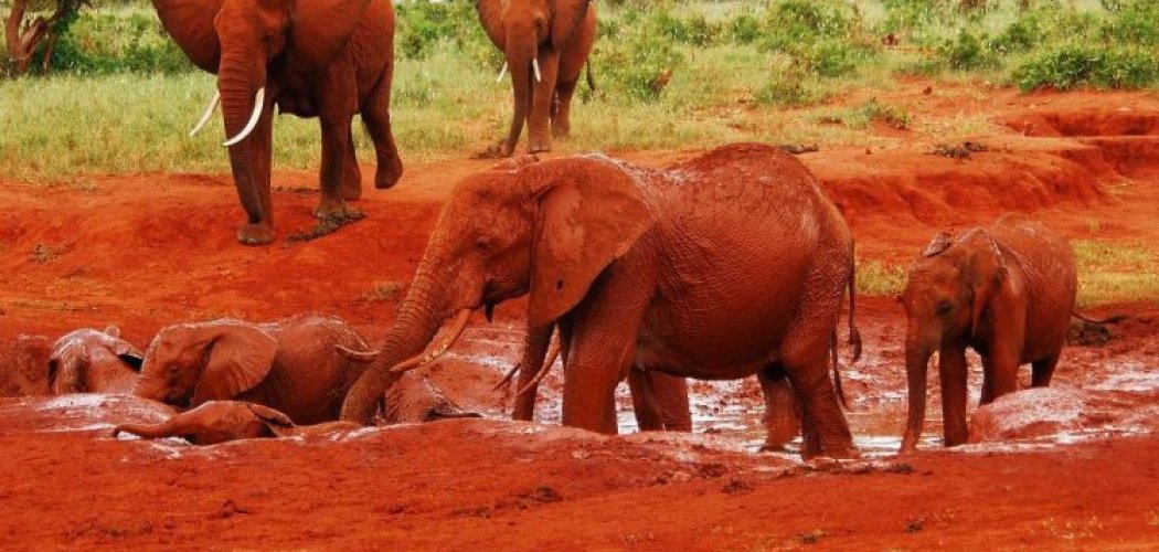 Tsavo-East-National-Park-with cross wild safaris