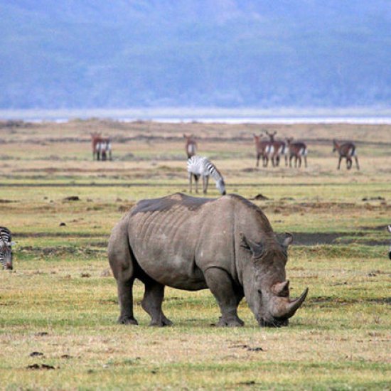 Ngorongoro safari in Tanzania with cross wild safaris