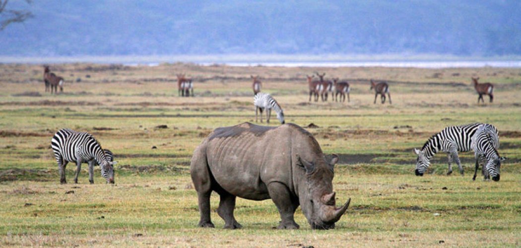 Ngorongoro safari in Tanzania with cross wild safaris