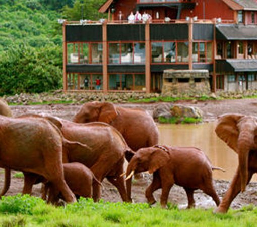 Aberdare national park with cross wild safaris