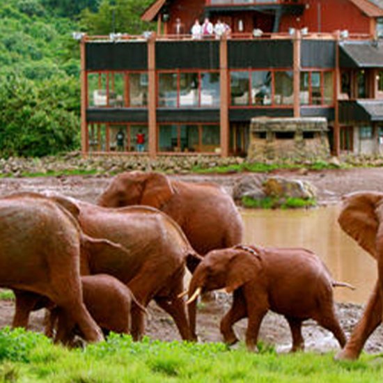 Aberdare national park with cross wild safaris