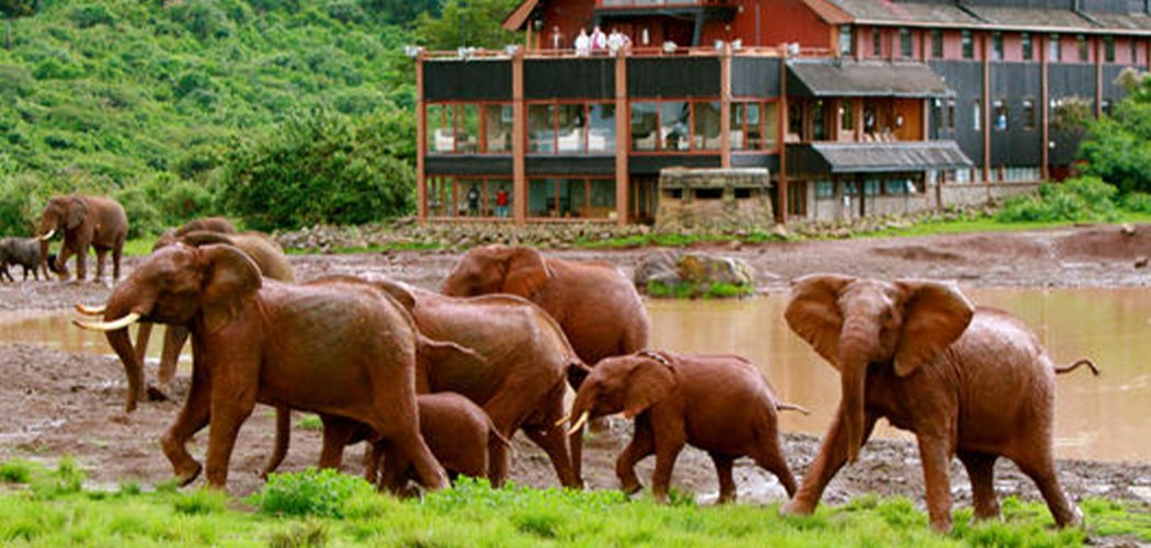 Aberdare national park with cross wild safaris